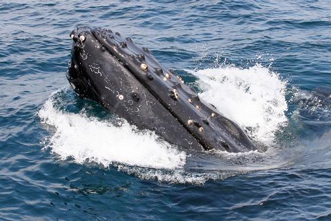 Tour para el avistamiento de ballenas